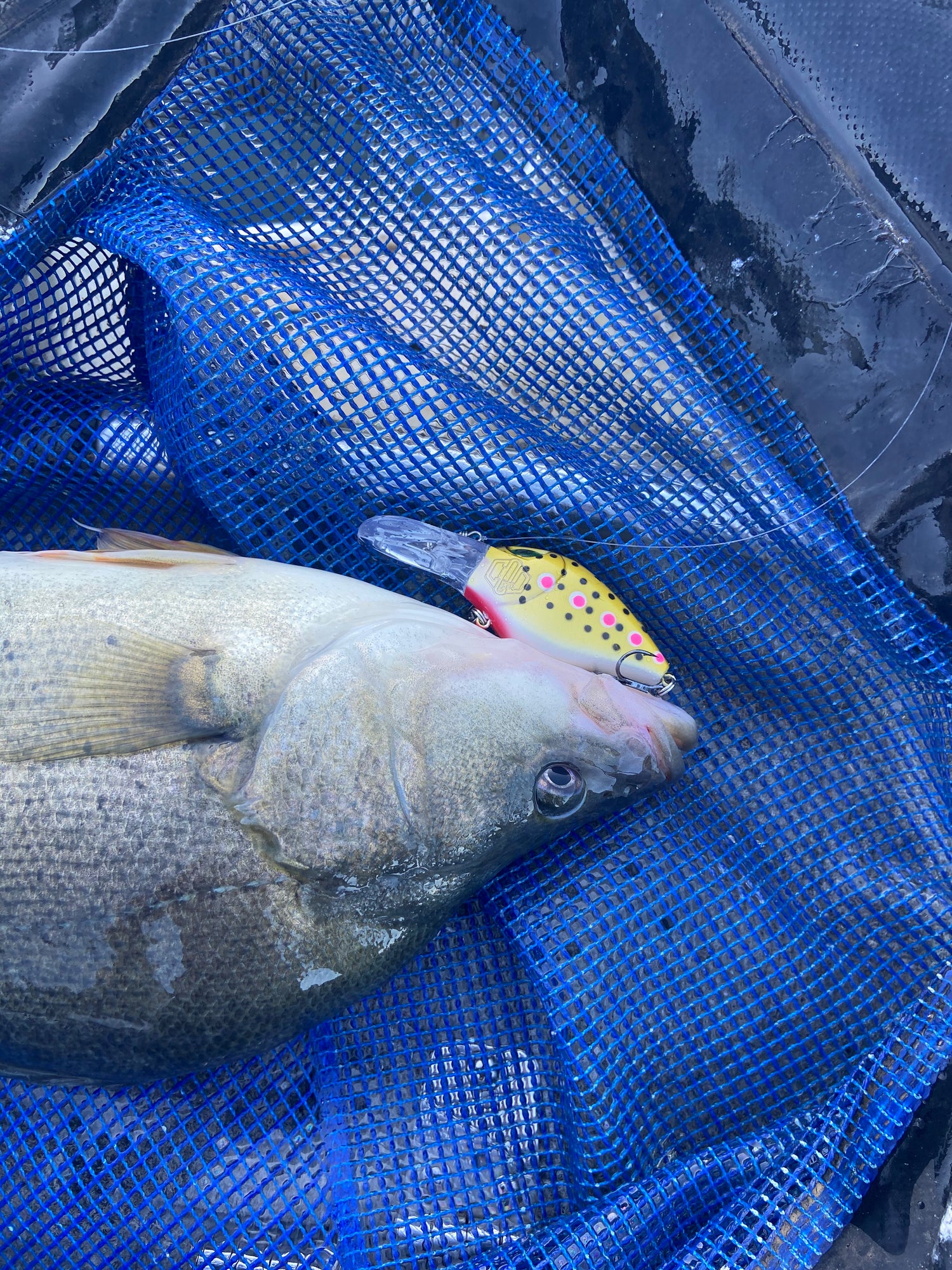 Baby Bradbury’s 60MM Deep Diving fishing lures