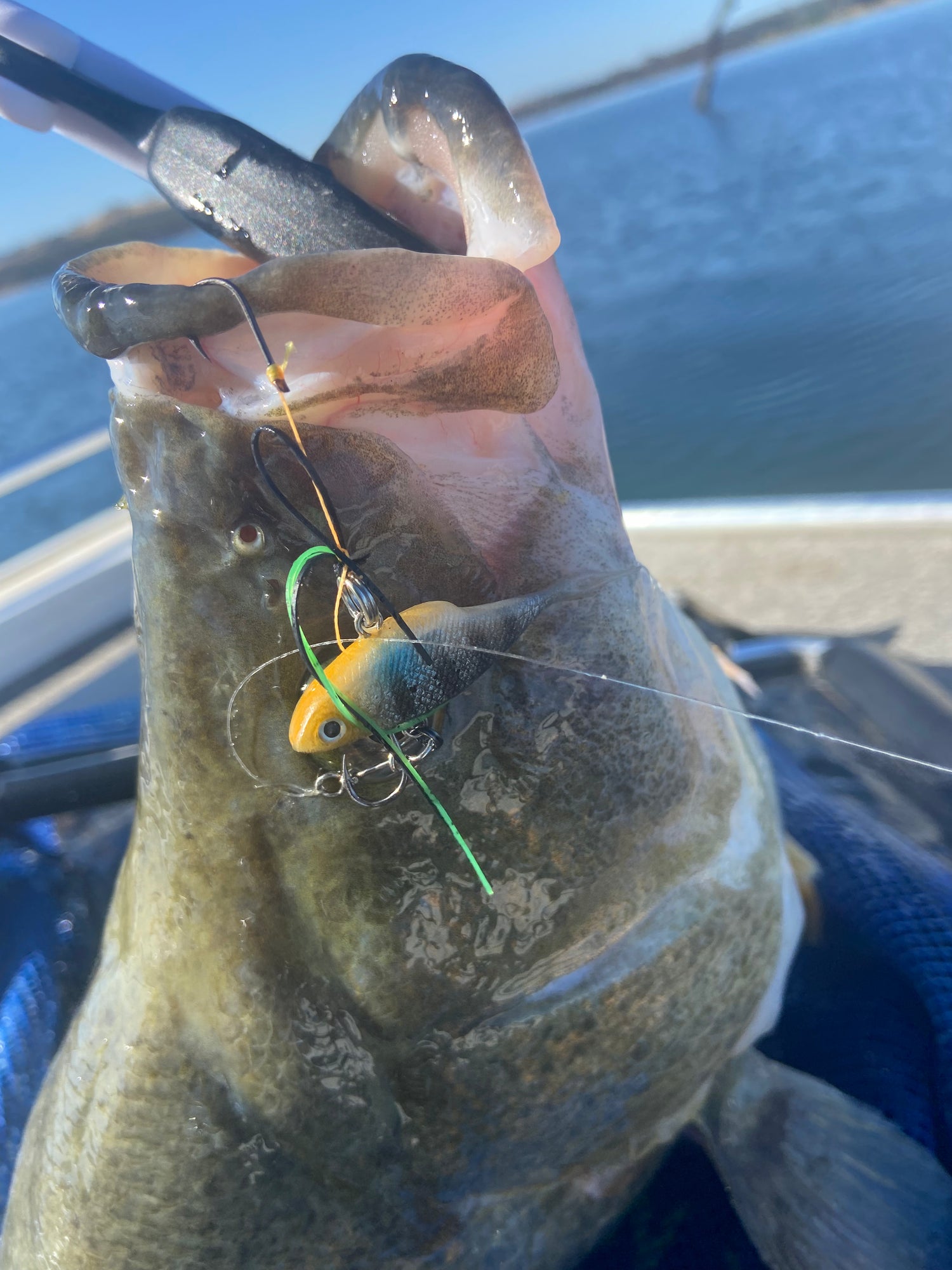 fish with soft vibe/ shammy vibe