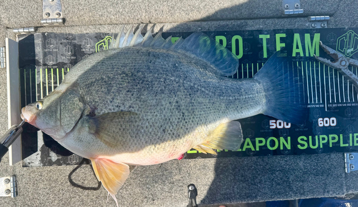 Best Lures for Yellowbelly in Victoria | Cod Pro Shop