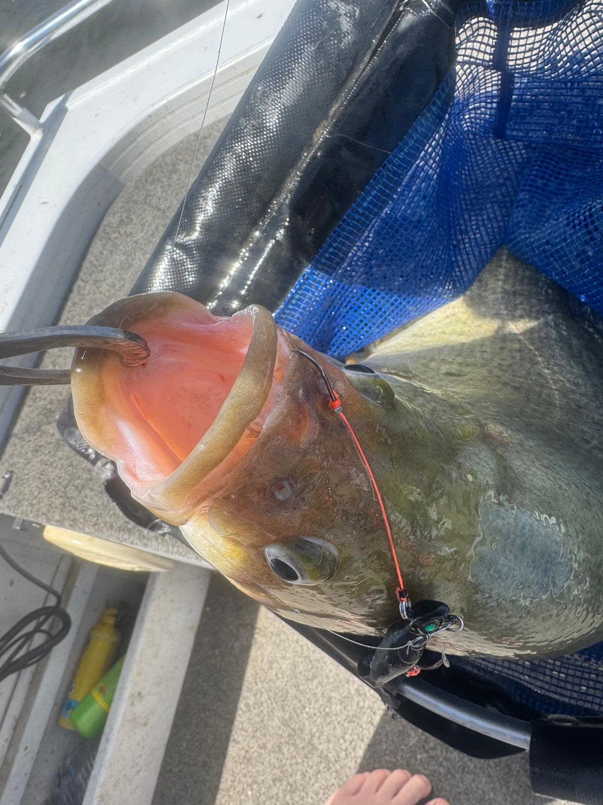 **The Assassin Jig Head 5-Pack**