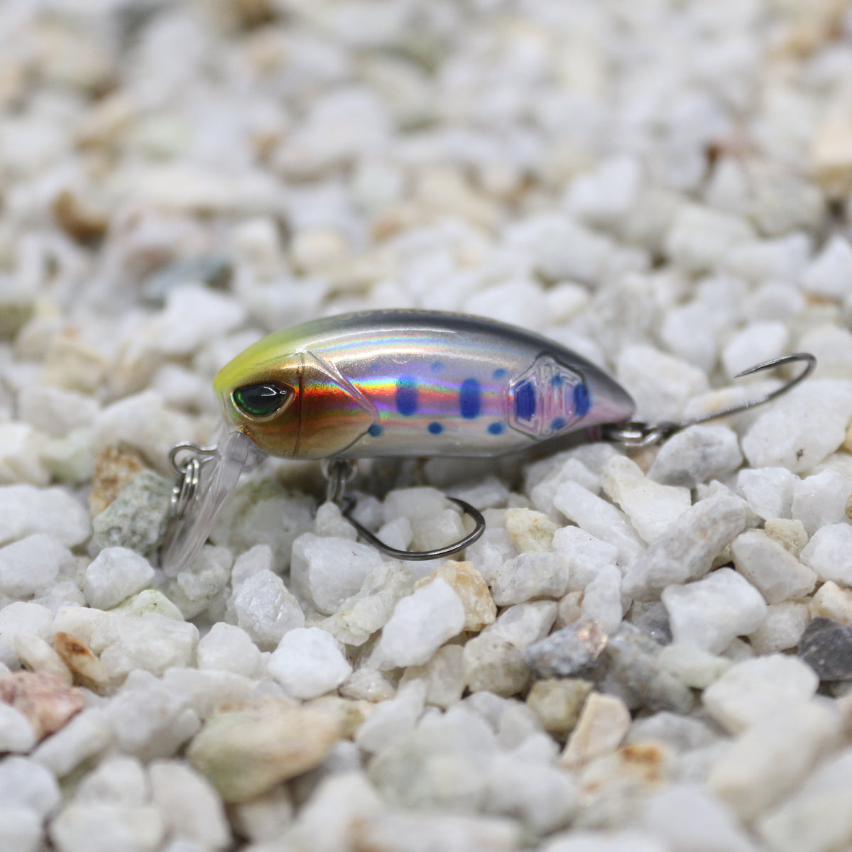 Little Bean 33.6mm Greenface