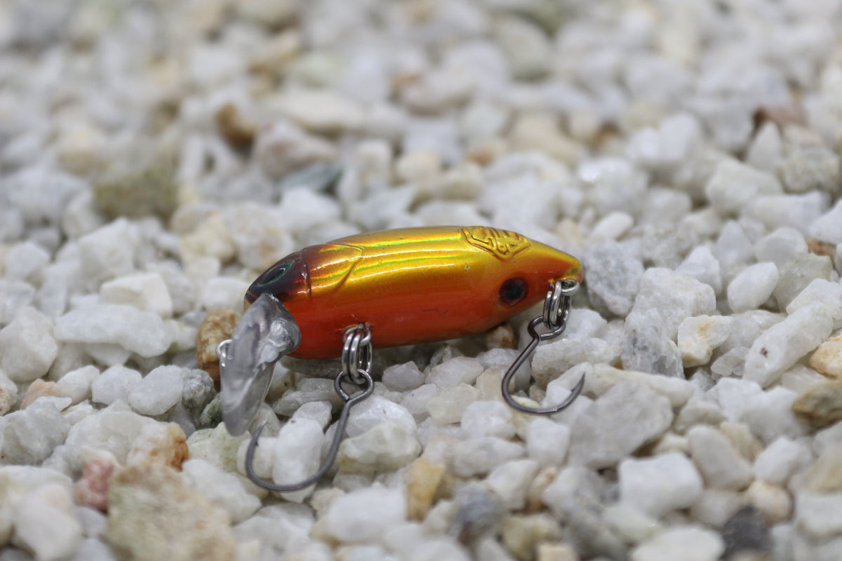 Little Bean 33.6mm Golden Winner