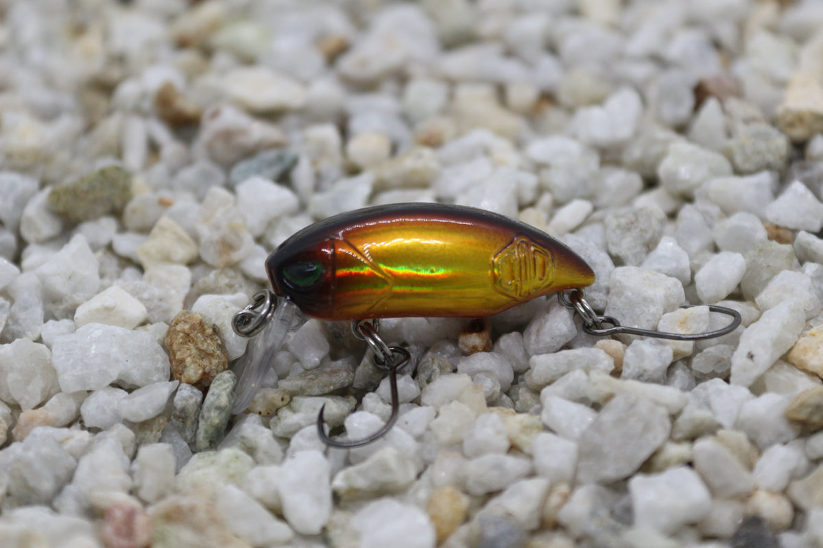Little Bean 33.6mm Golden Winner